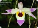 Dendrobium falconeri